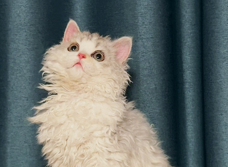塞尔凯克卷毛猫