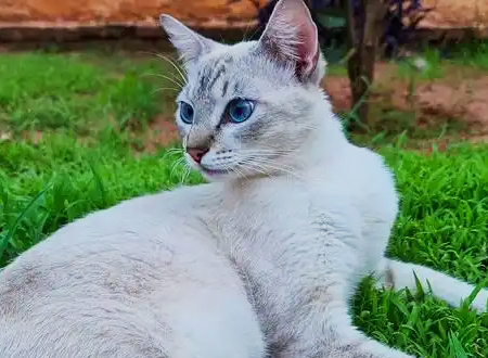 <p> 波米拉猫,别称博美拉猫,拉丁学名为Burmilla。这个品种的猫咪在1981年诞生于英国,并在两年后成功参展,参展后的波米拉猫立刻引起人们广泛地关注。其实,波米拉猫的诞生源于一个美丽的结合——淡紫色缅甸猫和银色金吉拉长毛猫“非婚生子”,诞下的孩子便是最初的波米拉猫。</p>