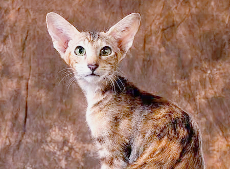<p> 并不是来自东方的猫就会被称为东方猫,东方猫也是一个猫种,它们是繁殖学家在繁育另外一种猫咪时意外获得的产物。当时,专家们想繁育纯白色的暹罗猫,于是就用暹罗猫跟纯白猫咪配种,现在被我们熟知的东方猫就这样诞生了。跟其他猫咪一样,虽然它们在1962年就诞生,但真正被认定为是一种新品种的猫则是在1972年。</p>