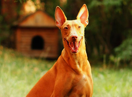 <p> 法老王猎犬(Pharaoh