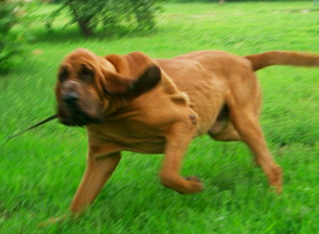 寻血猎犬