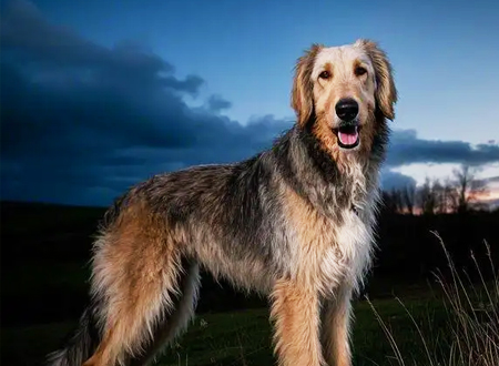 爱尔兰猎狼犬