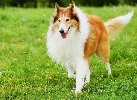 苏格兰牧羊犬