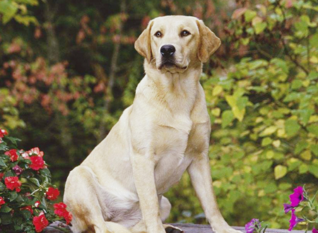 <p> 拉布拉多猎犬是一种中大型犬类,个性温和、活泼,智商高,也对人很友善,是非常适合被选作导盲犬或其他工作犬的狗品种,跟哈士奇和金毛寻回猎犬并列三大无攻击性犬类。</p>
