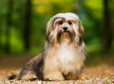 <p> 哈瓦那犬是比公犬家族中的一个古老品种,最早提到现在哈瓦那犬的祖先可追溯到地中海地区的波利尼斯时代(23~79B.C.),并且该品种可能起源于马耳他岛。在西班牙和意大利的犬可能有一部分就来自哈瓦那犬,而且现在人们已称之为哈瓦那犬。今天的哈瓦那犬来自于在古巴发现的当地犬的后代,1959年古巴革命以后,许多哈瓦那犬进入美国。</p>