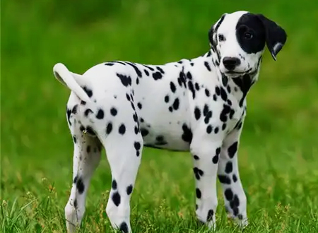 <p> 麦町犬(Dalmatian,也叫斑点狗),原产地南斯拉夫。平静而警惕、轮廓匀称、强健、肌肉发达、且活泼,毫不羞怯,表情聪明伶俐,听话易训,感觉敏锐,警戒心强,容易与小孩相处。大麦町犬具有极大的耐力,而且奔跑速度相当快。后躯有力,拥有平滑且清晰的肌肉。大麦町因为拥有出色的奔跑与撕咬能力,所以也经常被用作比赛犬。大麦町犬出生时是白色的,斑点能改变,小狗时身上出现轻微的斑点,随着逐渐长大,斑点也变得明显,并成为特有的标志。</p>