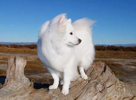 爱斯基摩犬