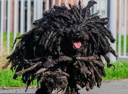 波利犬