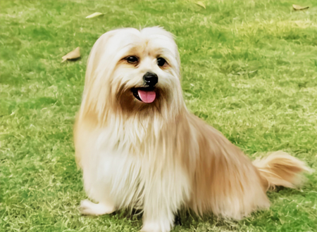 拉萨犬