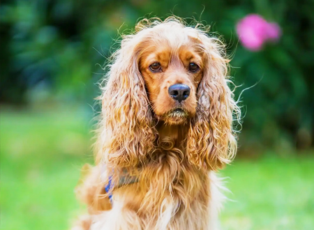 <p> 美国可卡犬原产于美国,其祖先是西班牙的猎鸟犬。大约10世纪初,由西班牙带到英国,变成英国种,而后带到美国大量繁殖和改良,成为较小型和美丽的犬而称之为美国可卡犬。1946年该犬被公认为新犬种,引起了人们对它的狂热。至今该犬仍是美国流行的犬中最受欢迎的犬种。性情温和,感情丰富,行事谨慎;性格开朗,活泼;精力充沛,热情友好,机警敏捷,外观可爱甜美,易于服从,忠实主人。该犬过去用于捕猎山禽,现已是儿童和女士们最喜爱的伴侣犬和玩赏犬。</p>