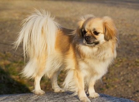 西藏猎犬