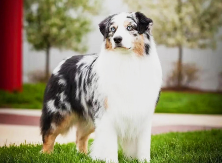 澳大利亚牧羊犬