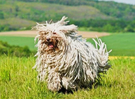 可蒙犬