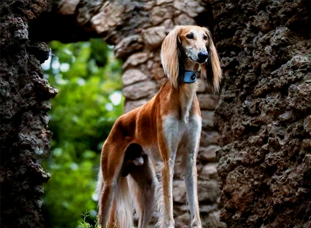 萨路基猎犬