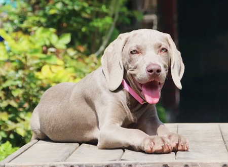 威玛猎犬