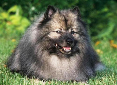 荷兰毛狮犬