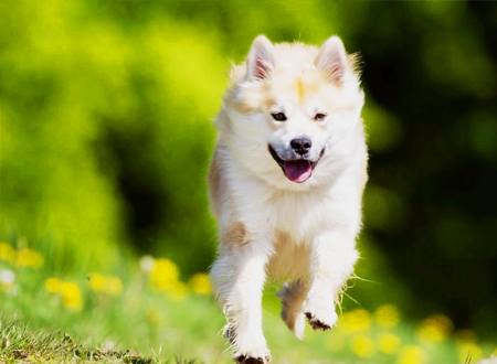冰岛牧羊犬