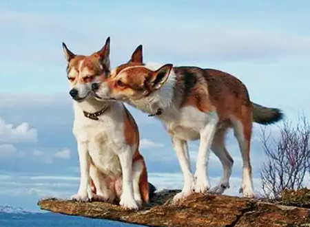 挪威伦德猎犬
