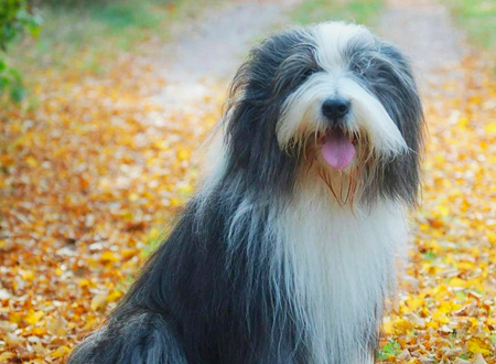 波兰低地牧羊犬