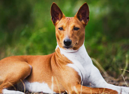 巴仙吉犬