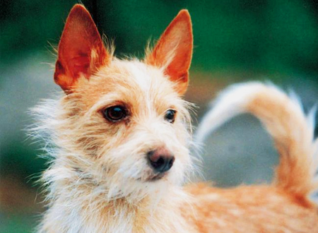 葡萄牙波登可犬