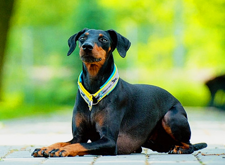 玩具曼彻斯特犬