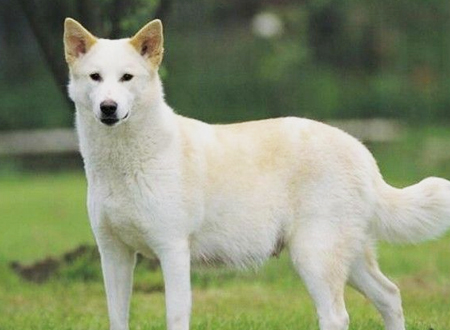 卡南犬