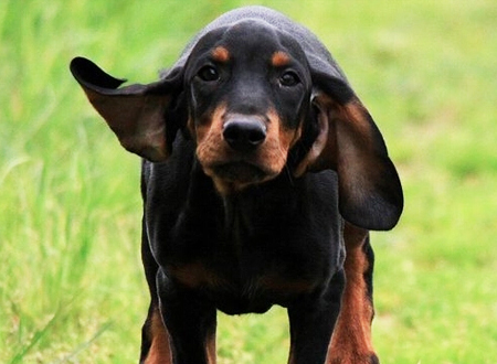 黑褐猎浣熊犬