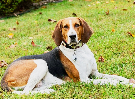 树丛浣熊猎犬