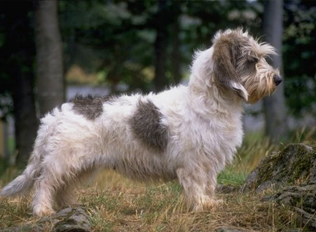 迷你贝吉格里芬凡丁犬