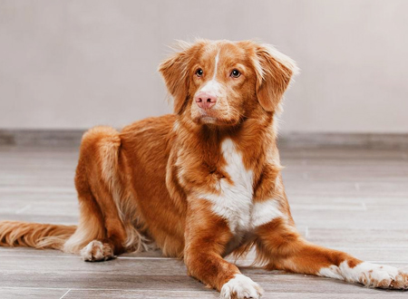 <p> 新斯科舍猎鸭寻猎犬整体外型:属于中型犬,体型匀称且结构紧凑,这种犬肌肉发达骨骼强壮。具有高度的敏捷性、警觉性和韧性。这种犬表现出略微的悲伤,在工作的时它们会变得非常的兴奋且高度集中注意力。</p>