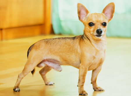 <p> 小鹿犬