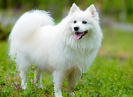 <p> <strong>银狐/尖嘴犬的品种介绍</strong></p>
