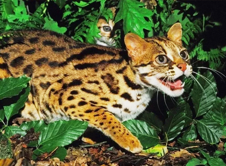 <p> 豹猫(学名:Prionailurus