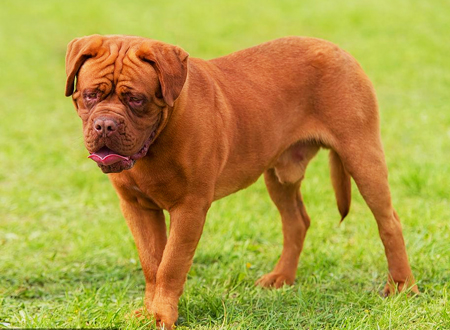 波尔多犬