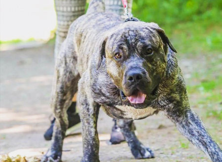 加纳利犬