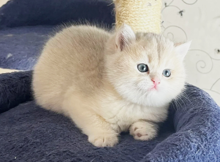 <p> 茶杯猫也称迷你猫,就是像茶杯一样大小的猫咪。茶杯猫是为了满足人们对微型猫咪的需求而培育的,它的体型通常只有普通猫咪的1/3至1/2大小,这种猫咪的寿命比较短,可能是由于培育过程中尚未解决的基因缺陷问题,因此这种超小型猫咪在国际上并未得到承认。</p>