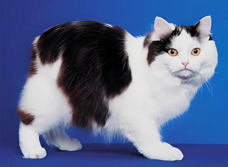 <p> 威尔斯猫又叫长毛曼岛猫,是一种没有尾巴的长毛猫。1960年加拿大饲养的短毛曼岛猫产下数只长毛仔猫。仔细查阅系谱后证明没有波斯猫的血统,因而是曼岛猫的长毛变种。后经纯种繁育形成了威尔士猫。因为曼岛猫的起源地曼岛位于爱尔兰和威尔士之间的爱尔兰海岛上,这些曼岛猫的表兄妹便取名为Cymric(凯尔特语:威尔斯),这里意译成威尔斯猫。