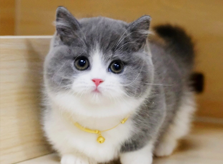 <p> 腊肠猫/曼基康猫/短脚猫细小的身躯加上肥短的四肢,当它悄悄的走过来的时候,那种无声无息之中渗出的神秘感觉,很容易会令你将它误认作来自梦幻仙境的访客。</p>