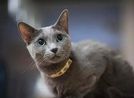 内华达猫
