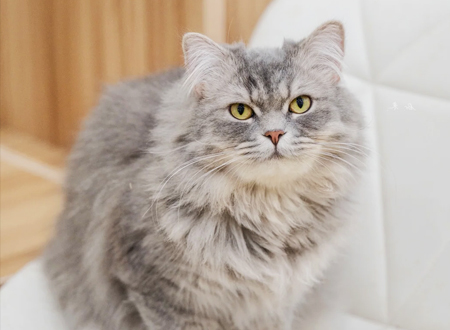 <p> 英国长毛猫一直以来都以好奇心旺盛而著称,它会仔细地查看家中的每一个角落。一觉醒来,伸个懒腰,钻到花瓶里面看看是不是有人私藏了“妙鲜包”。闲来无事,把头探到沙发底下,查看一下是不是有“小强”入侵。主人脱下来的鞋子要里外全面检查一下,是不是把别人家草坪上的草叶带回来了。周末主人改善伙食后撑得要死,正在房间里随意的踱着步子,它却好事地跟着你走来走去,想要弄明白你走每一部的目的。这不是骚扰,它只是希望参与你的每一项活动,与你分享声明中的每一件事物、每一个举动、每一秒钟。</p>