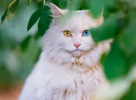 <p> 临清狮猫,别称:山东狮子猫,是由波斯猫与鲁西狸猫的繁育而来的后代。在诸多品种中,以一只蓝眼、一只黄眼,雪白被毛的狮子猫最为珍贵。人们称其为“鸳鸯眼狮猫”。