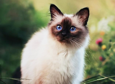 <p> 喜马拉雅猫是1929年由暹罗猫、巴曼猫和波斯猫杂交选育而成。喜马拉雅这个名字来自于喜马拉雅兔,因为两者的毛色、长相相似,而与喜马拉雅山无关。然而暹罗猫的毛色,以及波斯猫的类型均是劣质遗传,所以是不可能长年保留下来的品种。经过各种研究,英国和美国先後在1930