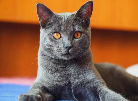 <p> 沙特尔蓝猫又叫夏特尔蓝猫,英文名Chartreux。原产地法国,据说是由法国卡尔特教派的修道院僧侣培育出来的品种。在法国,虽然会捉老鼠的猫咪很受农家欢迎,但为了保持卡尔特猫闪亮的皮毛,它并没有被繁殖来做为猎鼠猫使用,反而经常被人们饲养着当做宠物,直到1970年左右,它的血统才流传到美国。</p>
