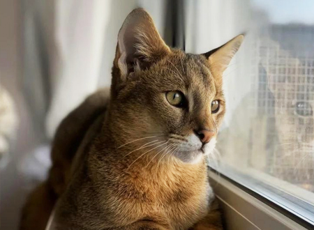 非洲狮子猫