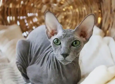 <p> 起初养殖时叫无毛斯芬克斯猫,但在它被发现了之后,这只猫是完全与斯芬克斯猫不同,名字被改变了到Don