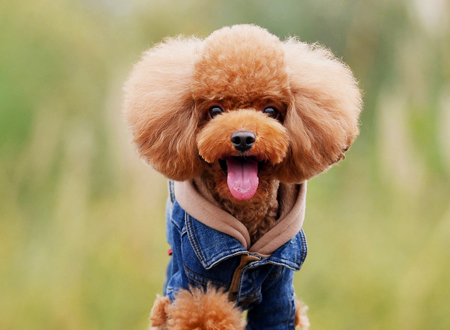 <p> 泰迪犬是贵宾犬的一种美容造型,贵宾犬起源于欧洲,聪明伶俐,在犬类智商排名中位列第2位,因此对饲养者而言很容易教导与训练。拥有泰迪造型的贵宾犬外观可爱俏皮,在全球范围内都是广受欢迎的犬种。</p>