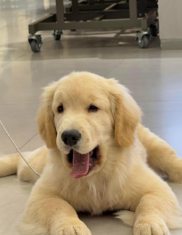 公金毛绝育的最佳时间：6-8 月龄，兼顾健康、恢复与行为引导