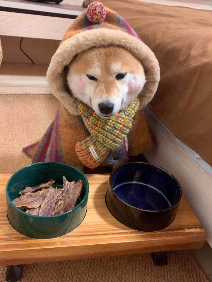 解锁柴犬的快乐密码:揭秘毛孩子的治愈日常 解锁柴犬的快乐密码:揭秘毛孩子的治愈日常
