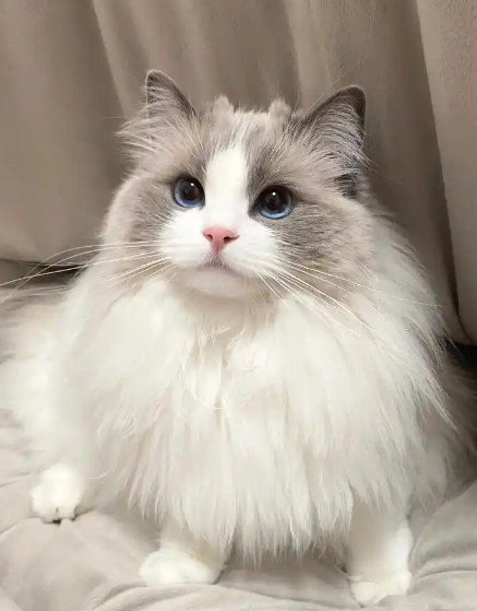 解锁猫咪养成秘籍,不同品种的爱与陪伴 解锁猫咪养成秘籍,不同品种的爱与陪伴